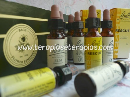 Florais de Bach: aprenda a utilizá-los em seu dia-a-dia